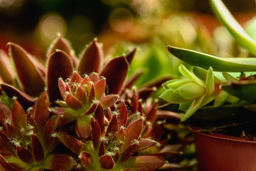 Colorful succulent plants with a red-purple color illuminated by bright sunshine in garden, closeup