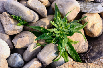 Fototapeta na wymiar Weed bush grew among stones