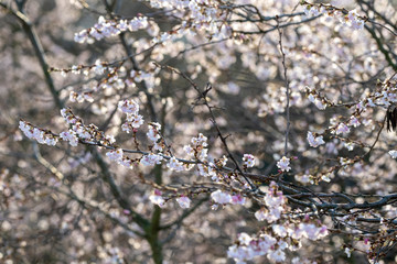 Mild January temperatures ensure the first cherry blossoms in the Norwegerstrasse in Berlin-Prenzlauer Berg.