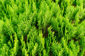 Background of closeup beautiful green christmas leaves of Thuja trees. Thuja occidentalis is an evergreen coniferous tree