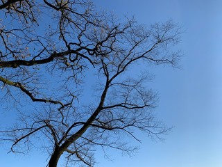 Silhouette of tree branches in the pure blue sky background
