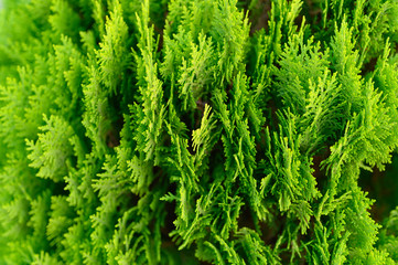 Background of closeup beautiful green christmas leaves of Thuja trees. Thuja occidentalis is an evergreen coniferous tree