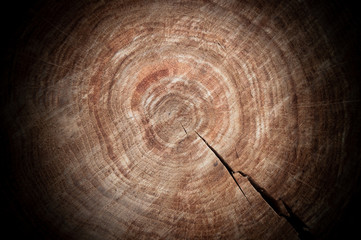 Naklejka premium cut of a tree