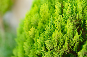 Closeup of beautiful green christmas leaves of Thuja trees on green background. Thuja occidentalis is an evergreen coniferous tree