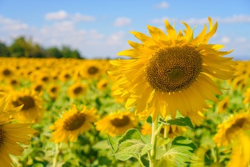 Fototapeta premium Big yellows sunflowers with blue sky. sunflower field blooming during sunny day. natural background.Close-up of beautiful flowers with blurred background.