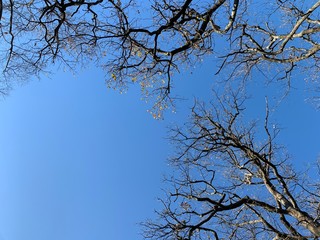 Silhouette of tree branches in the pure blue sky background