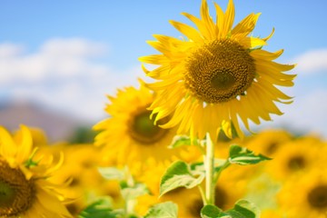Fototapeta premium Big yellows sunflowers with blue sky. sunflower field blooming during sunny day. natural background.Close-up of beautiful flowers with blurred background.