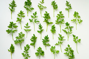 fresh organic parsley leaves arranged in a row on a white background