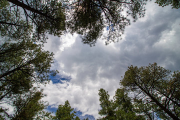 Obraz premium tree in the blue cloud sky