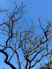 Silhouette of tree branches in the pure blue sky background