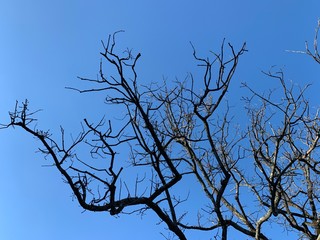 Silhouette of tree branches in the pure blue sky background