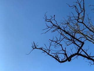 Silhouette of tree branches in the pure blue sky background