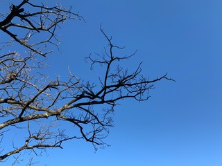 Silhouette of tree branches in the pure blue sky background
