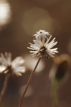 Dried Wilted Flower Head In Late Summer