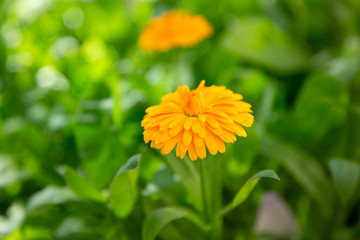 A closeup of an orange marigold in the garden.