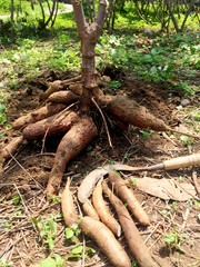 Cassava roots of tree on the field