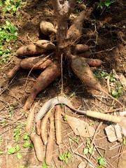 cassava roots of an old tree