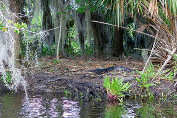 alligator on coast 