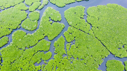 Tropical forest with mangrove trees, the view from the top. Mangroves and rivers. Tropical...