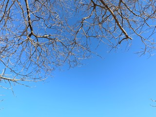 Silhouette of tree branches in the pure blue sky background