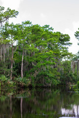 Bayou