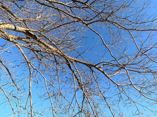 Silhouette of tree branches in the pure blue sky background