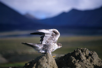 mountain hawk