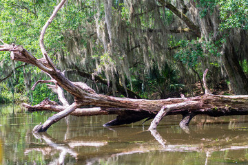 Obraz premium Bayou