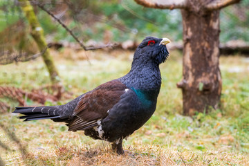  Auerhahn im Wald 