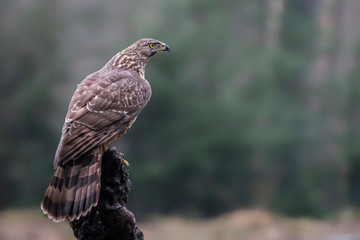 Beautiful Juvenile Northern Goshawk juvenile (Accipiter gentilis) on a branch in the forest of Noord Brabant in the Netherlands. 