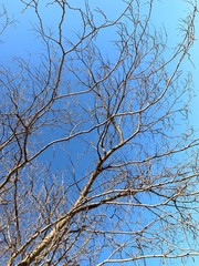 Silhouette of tree branches in the pure blue sky background