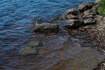 rocky river bank, water rocks against rocks, washed ashore, old dry cane, twigs, pieces of wood