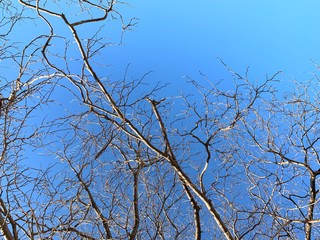 Silhouette of tree branches in the pure blue sky background