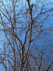 Silhouette of tree branches in the pure blue sky background