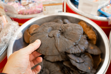 A hand holds a reishi mushroom at a local Chinese health food store.