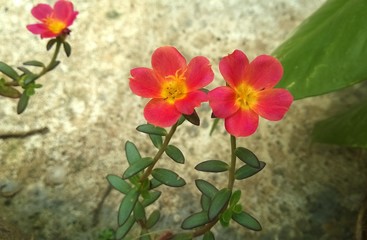 Portulaca oleracea L. little hogweed flowers, in common garden purslane, pigweed purslane, has medicinal properties.