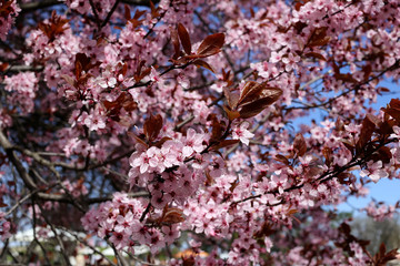 cherry tree blossom