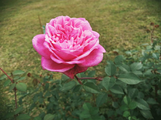 Rose folwer with natural background