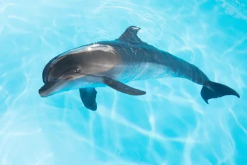 Foto op Aluminium view of nice bottle nose dolphin  swimming in blue crystal water © Dmitry Ersler