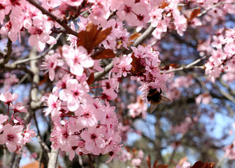 cherry blossom in spring
