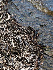 pieces of old dry cane washed ashore, rocky bed under water; focus and mid-sharpness.