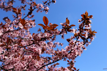 cherry blossom