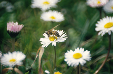 bee on the daisy