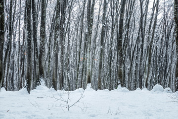 新潟県 美人林 雪景色