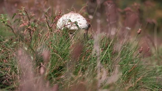 Small wild parasol mushroom hiding in the grass on a meadow. Slow motion POV arch shot on a gimbal.
