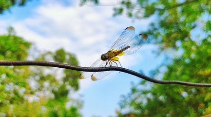 butterfly on a wire