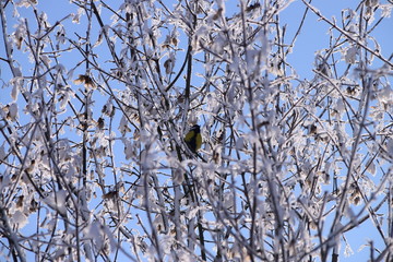 Bird in a snow coverd Tree.