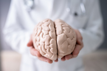 Doctor Holding Human Brain Model