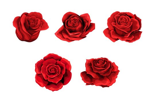 Scarlet rose flowers red buds set. Design elements collection isolated on white