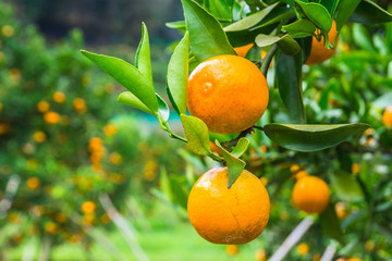 Close up of orange trees in the garden, selective focus fresh orange on plant.